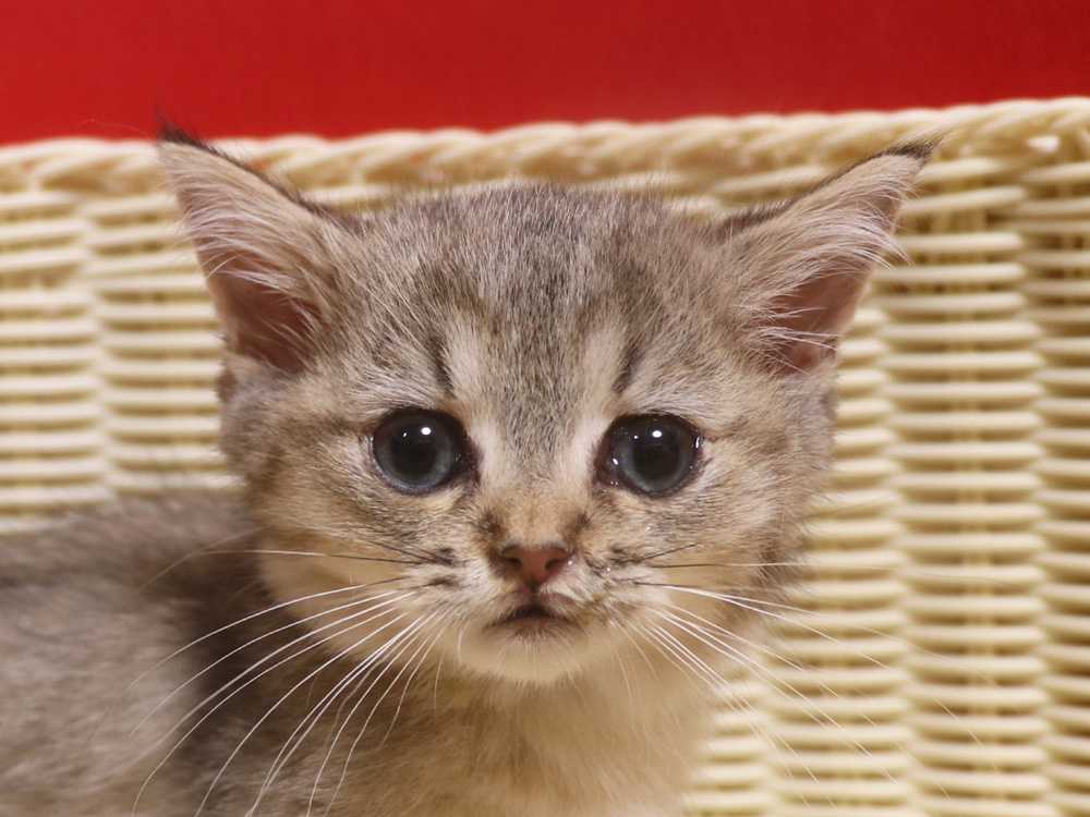 ミヌエットの子猫
