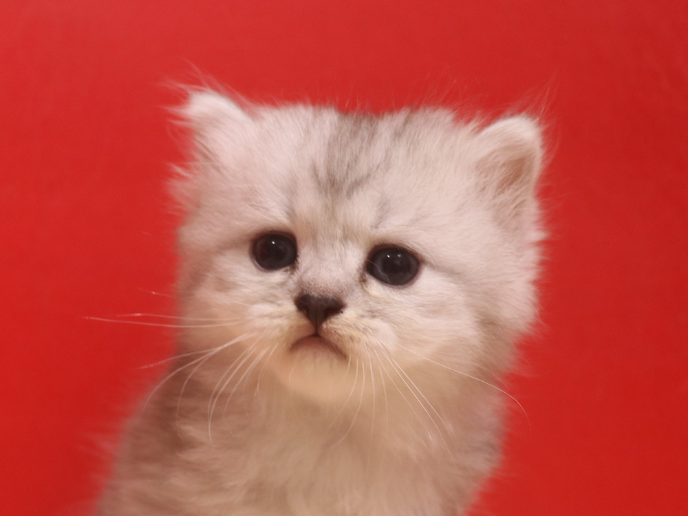 ミヌエットの子猫
