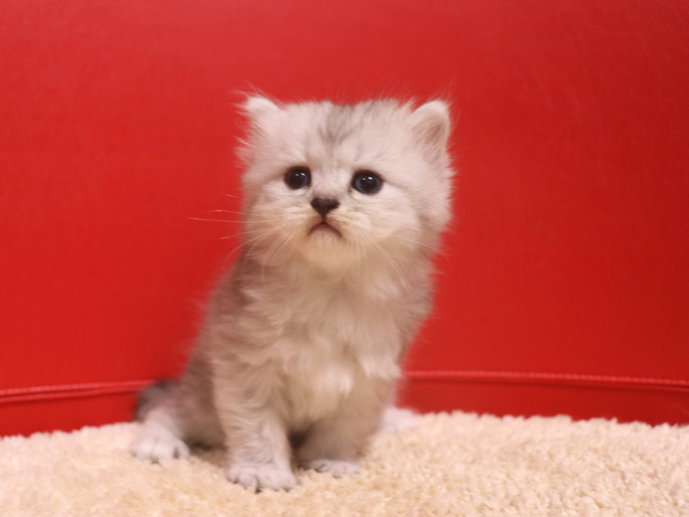 ミヌエットの子猫