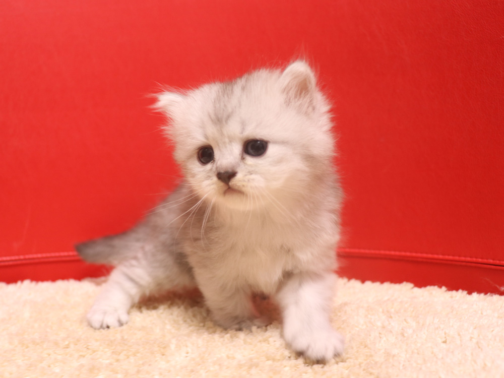 ミヌエットの子猫