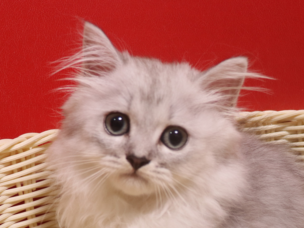 ミヌエットの子猫