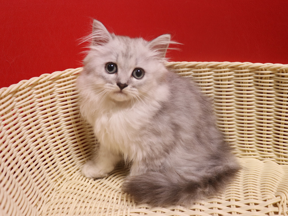 ミヌエットの子猫