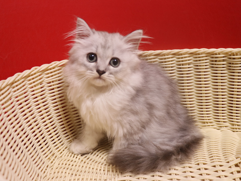 ミヌエットの子猫