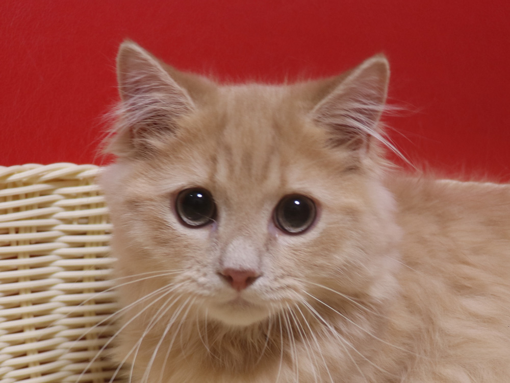 ミヌエットの子猫