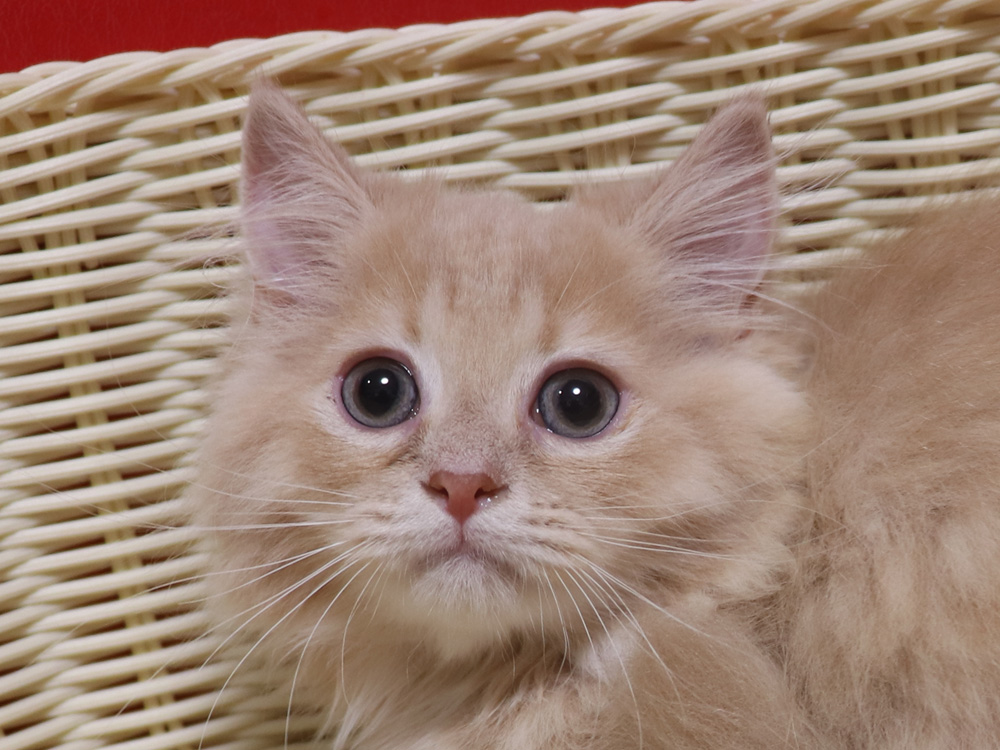 ミヌエットの子猫