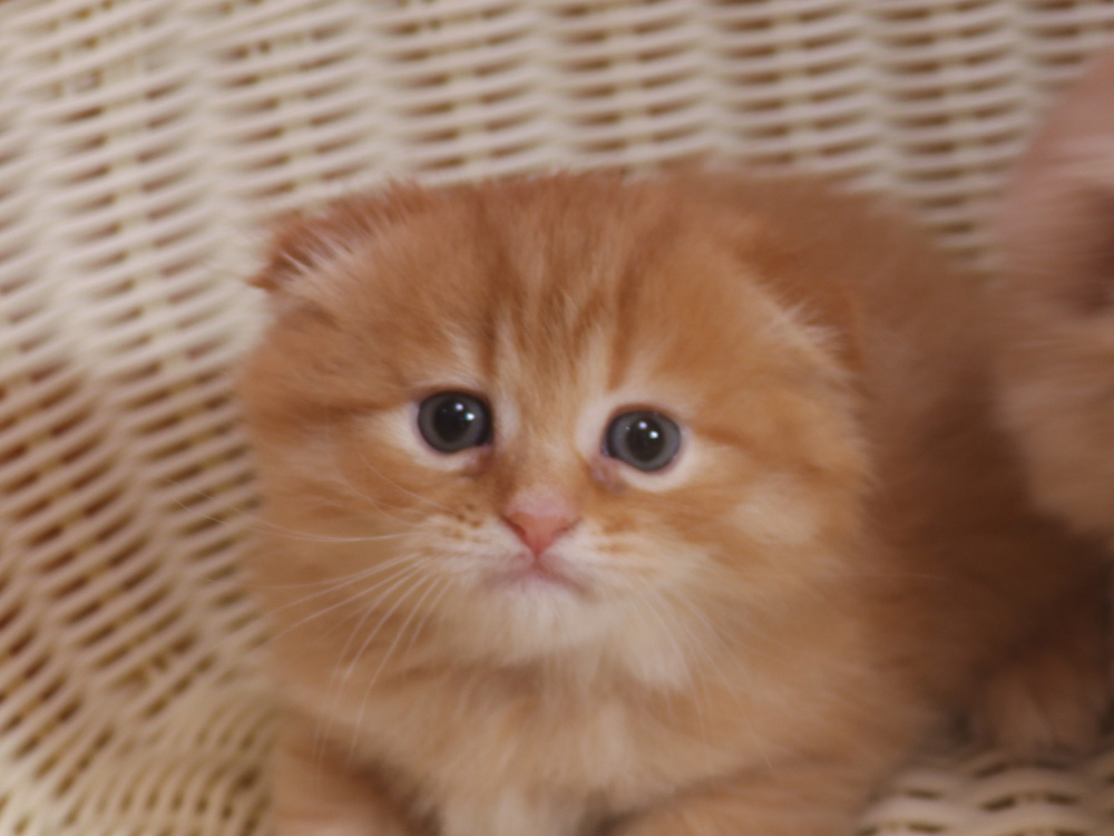 ミヌエットの子猫