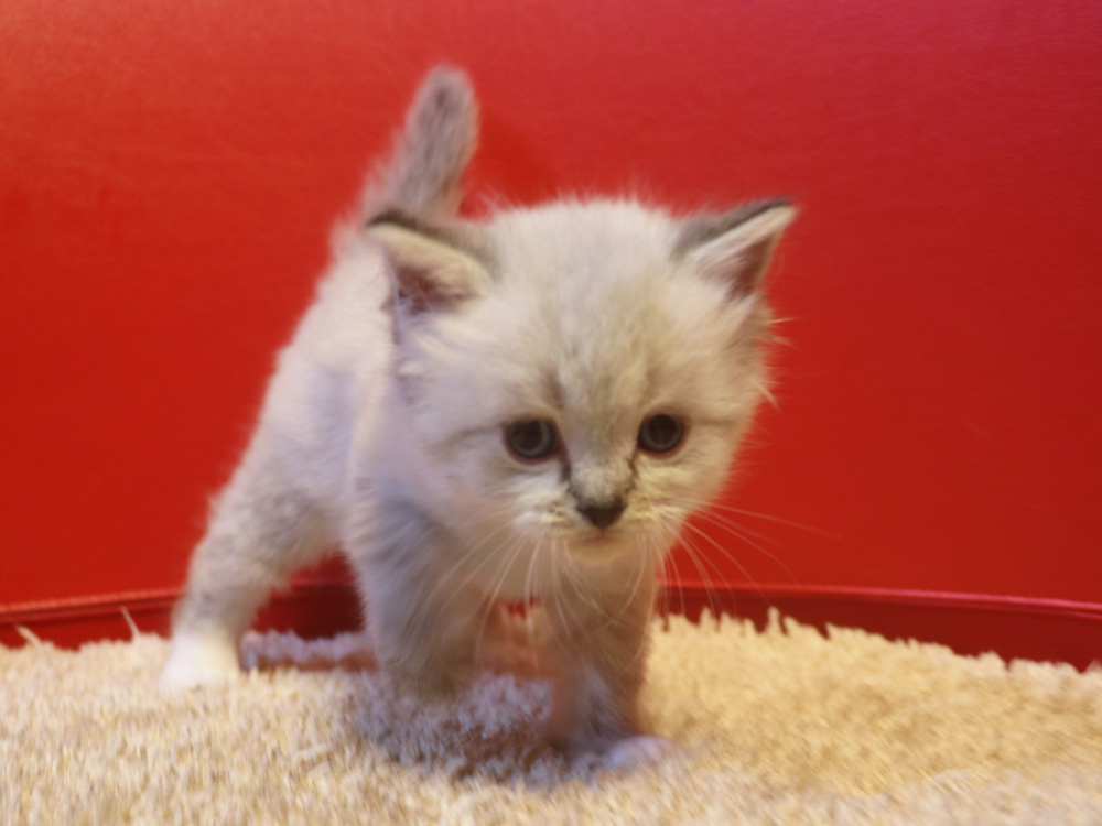 ミヌエットの子猫