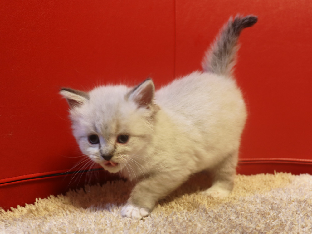 ミヌエットの子猫