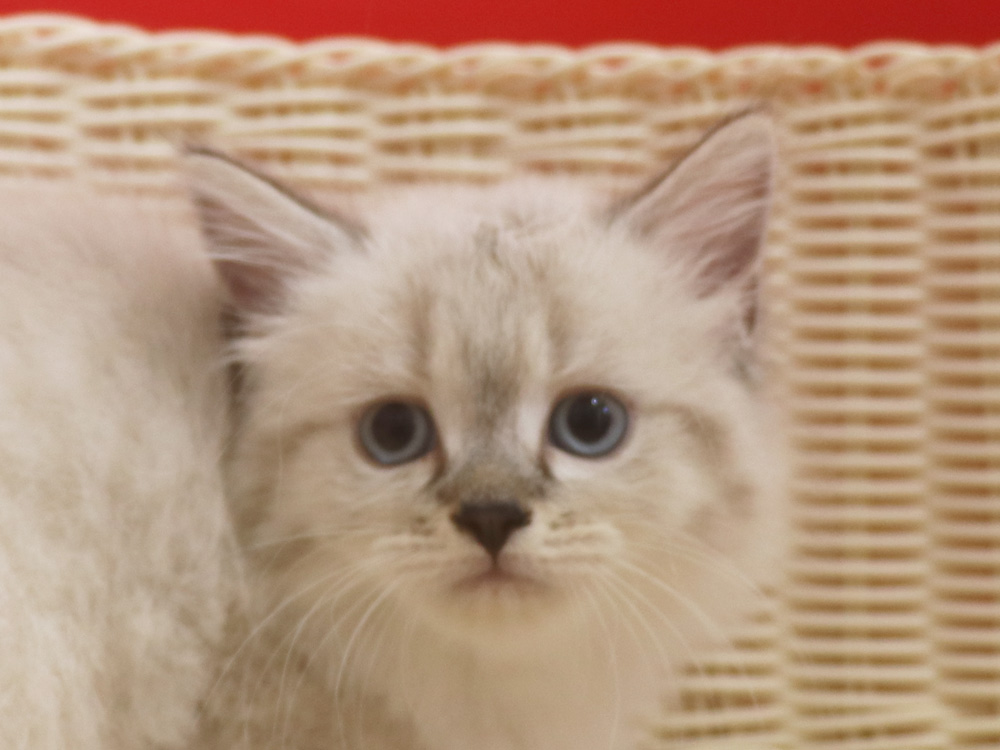 ミヌエットの子猫