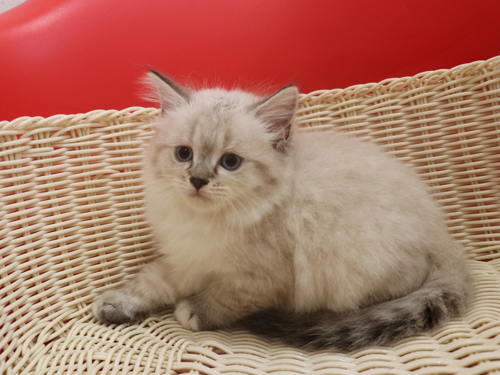 ミヌエットの子猫