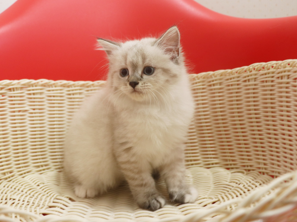 ミヌエットの子猫