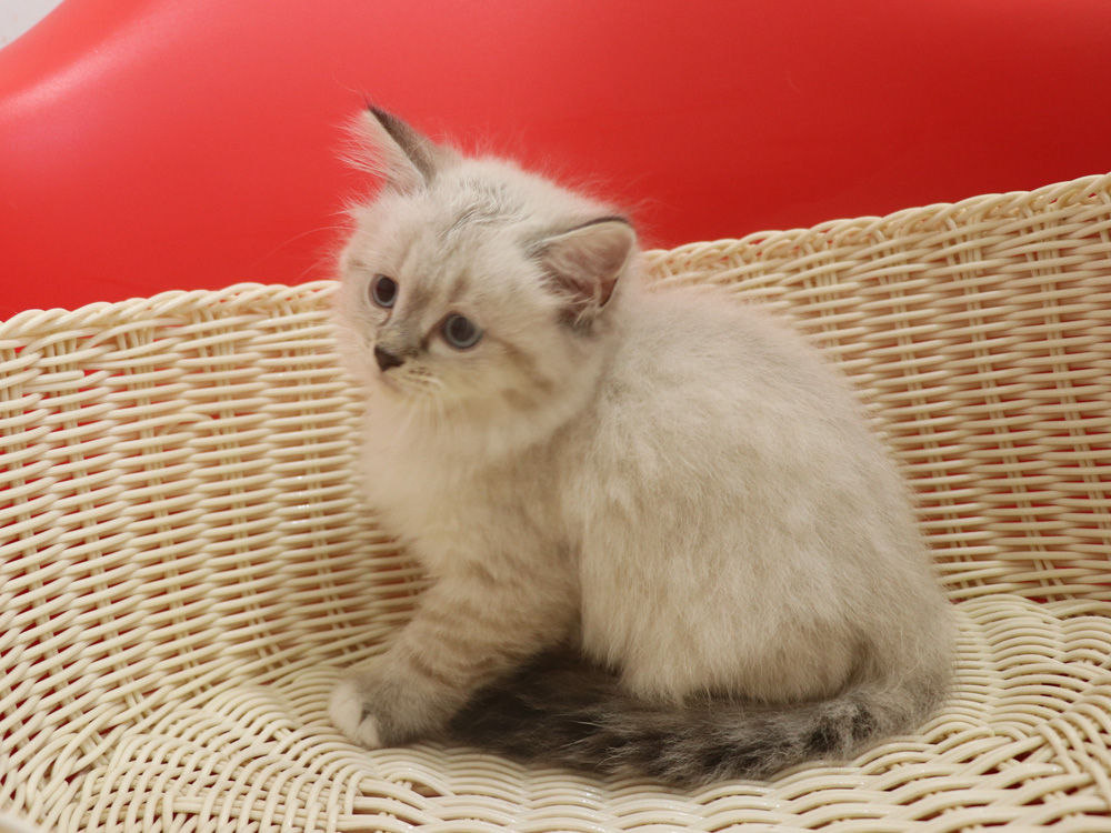 ミヌエットの子猫