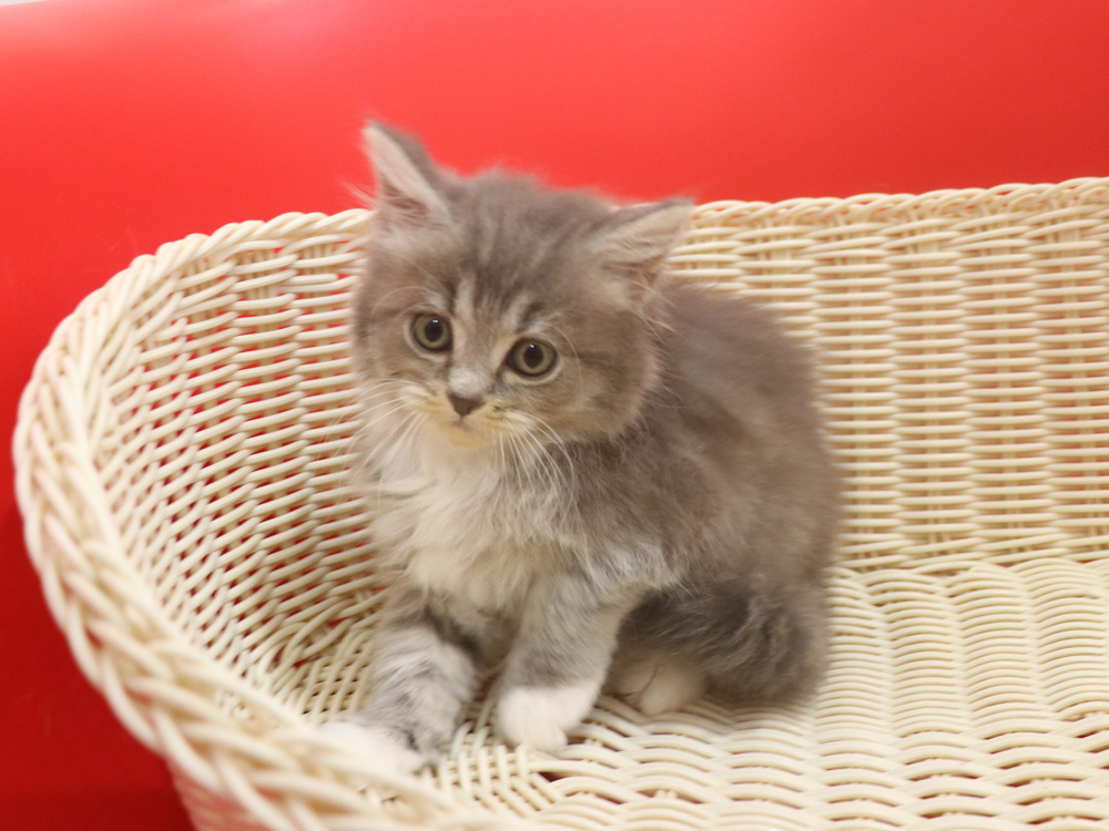 ミヌエットの子猫