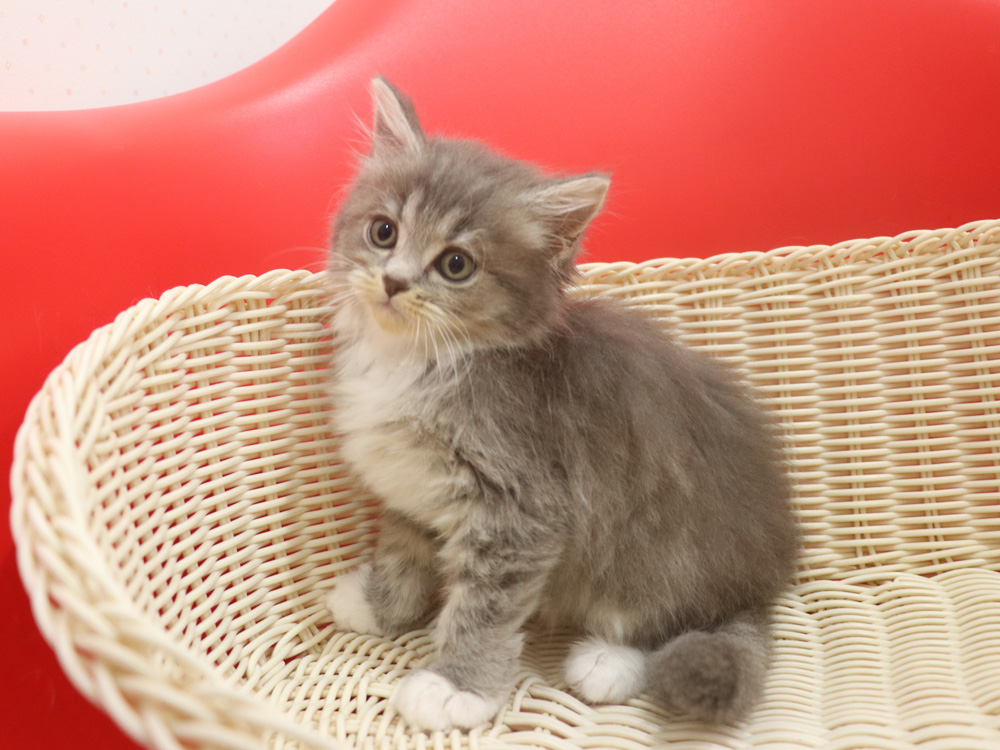 ミヌエットの子猫