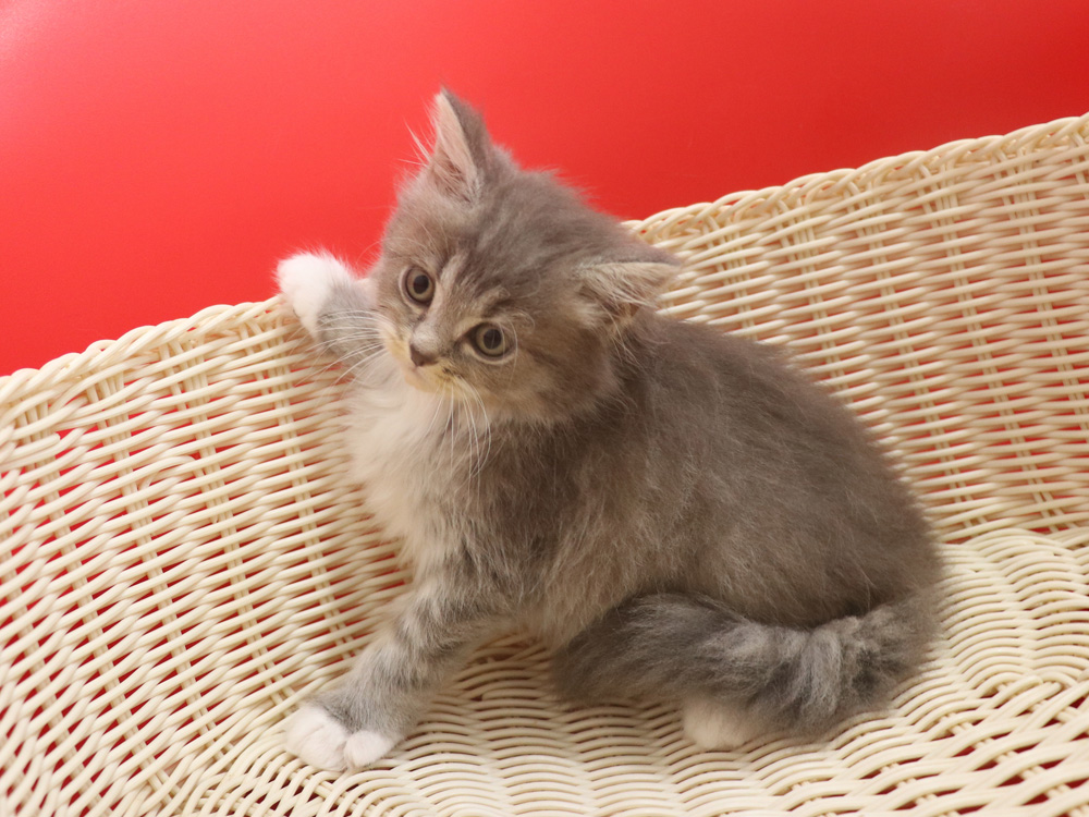 ミヌエットの子猫