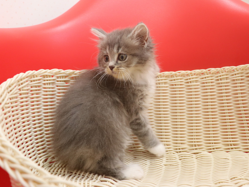 ミヌエットの子猫