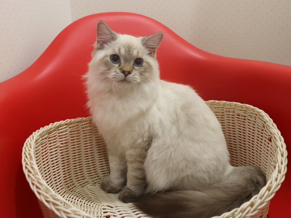 ミヌエットの子猫