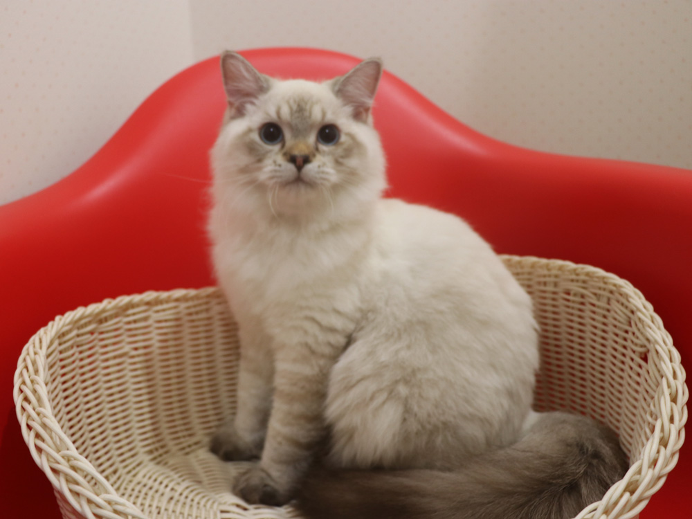 ミヌエットの子猫