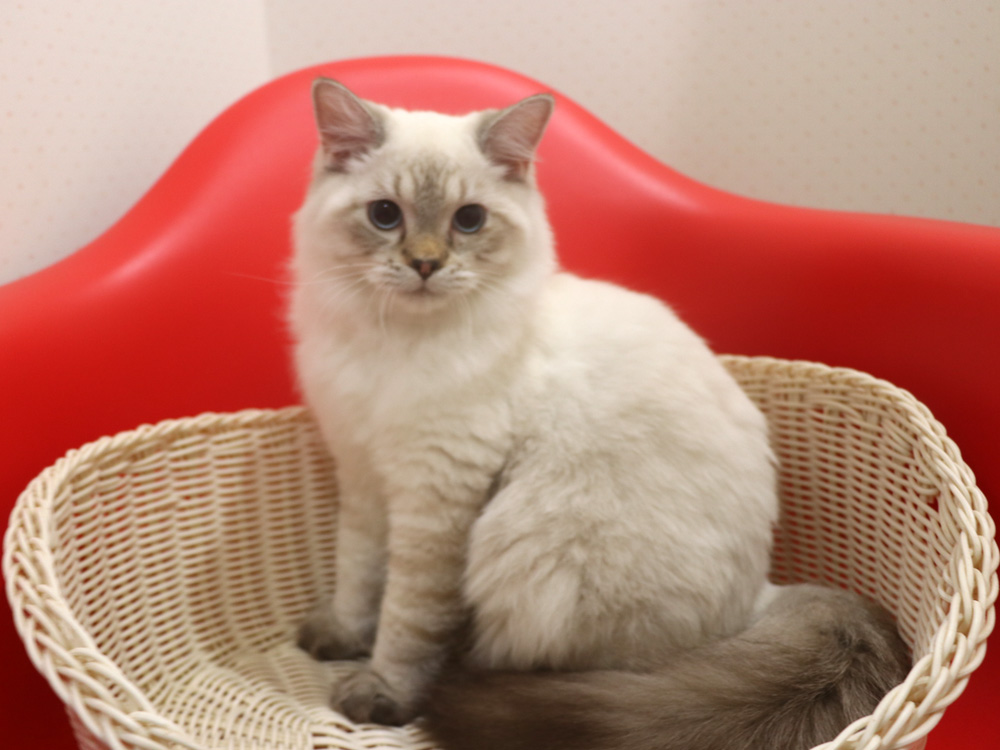 ミヌエットの子猫