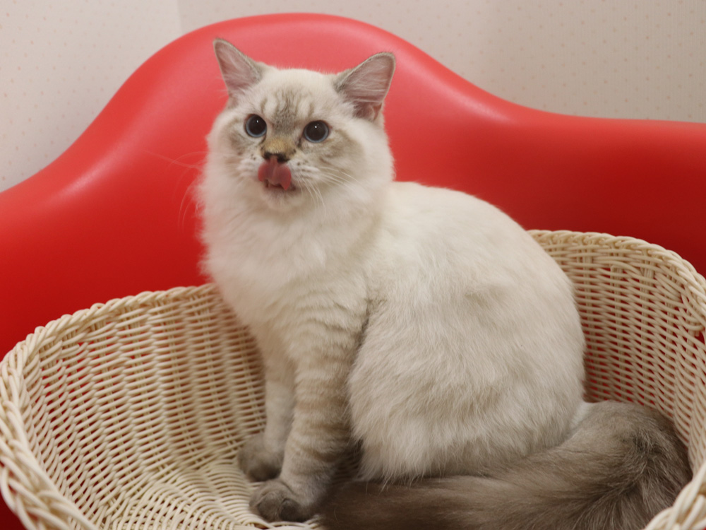 ミヌエットの子猫