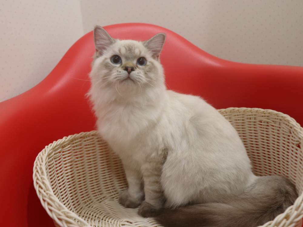 ミヌエットの子猫