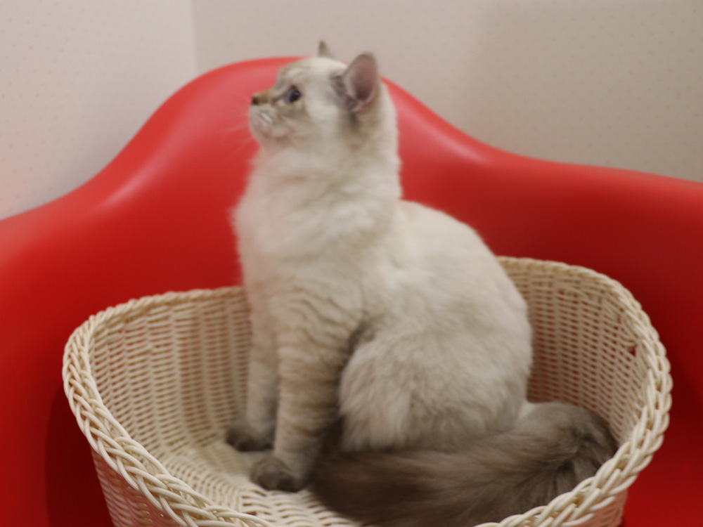 ミヌエットの子猫