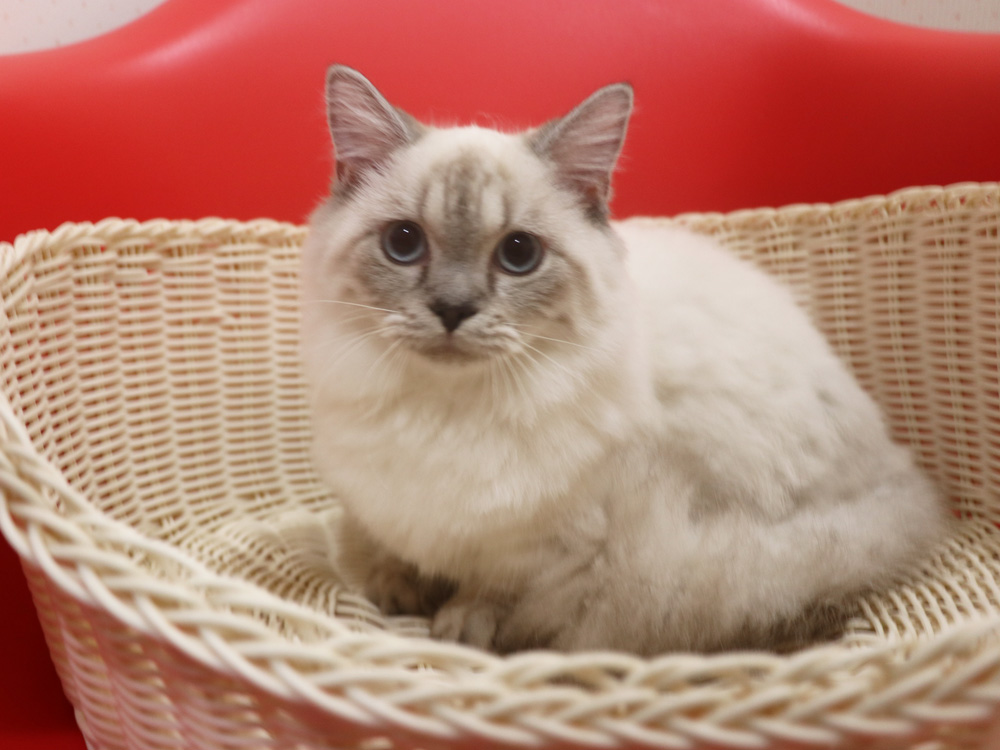 ミヌエットの子猫