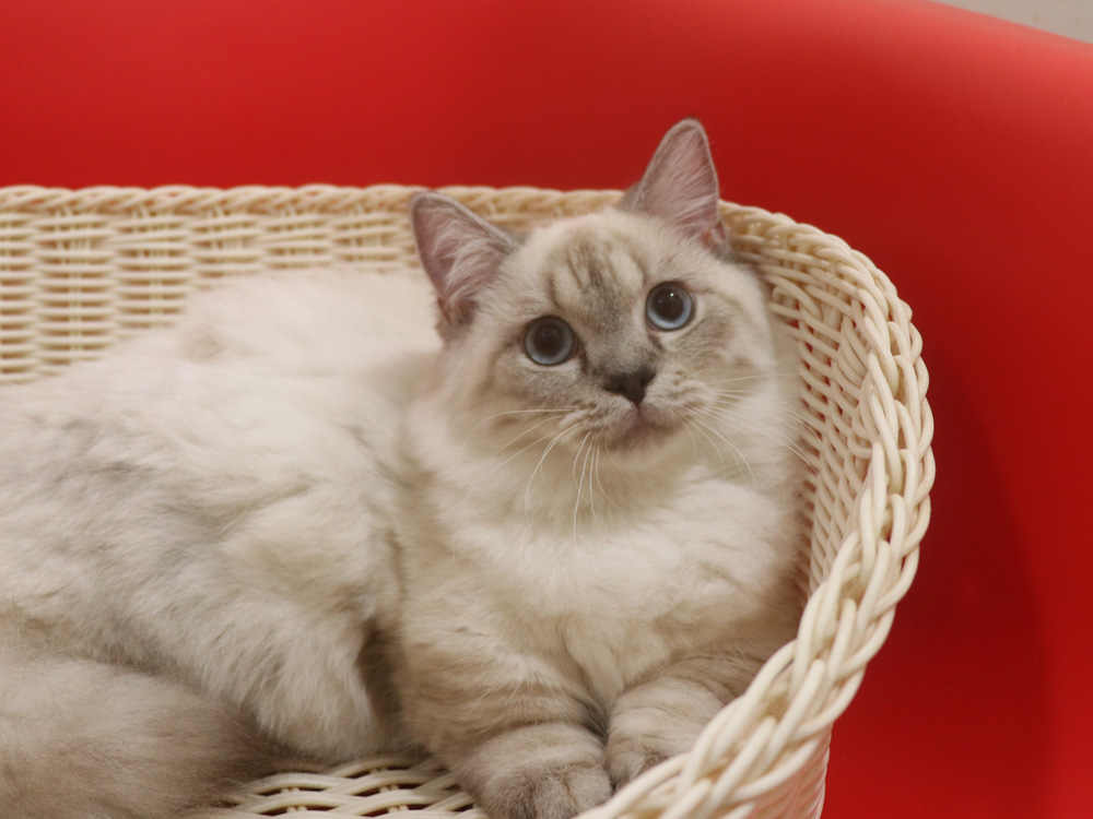 ミヌエットの子猫