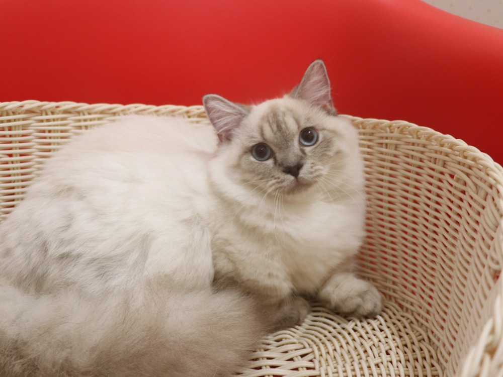 ミヌエットの子猫