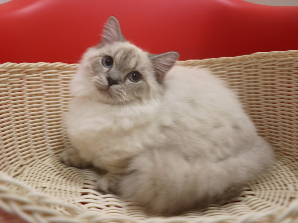 ミヌエットの子猫