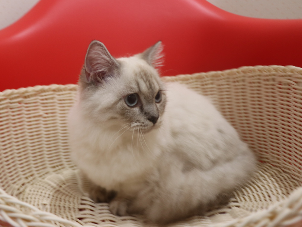 ミヌエットの子猫