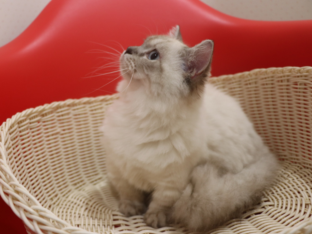 ミヌエットの子猫