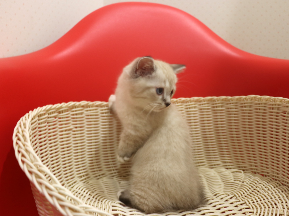 ミヌエットの子猫