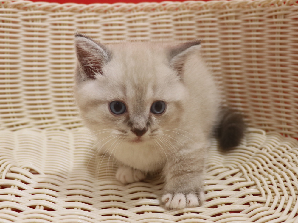ミヌエットの子猫
