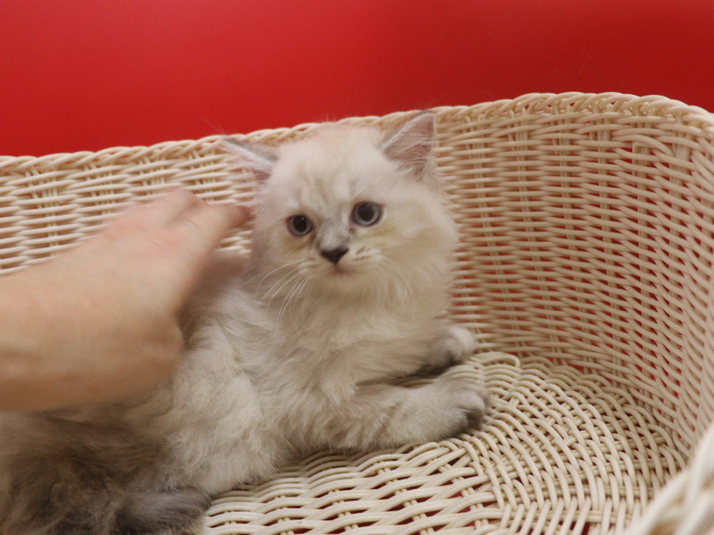 ミヌエットの子猫