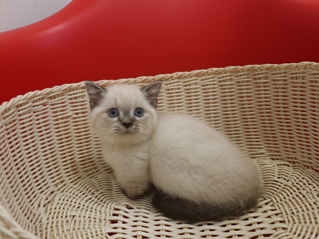 ミヌエットの子猫