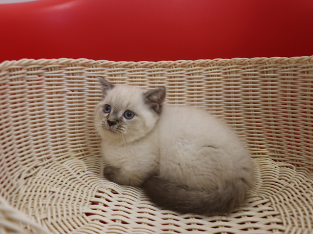 ミヌエットの子猫