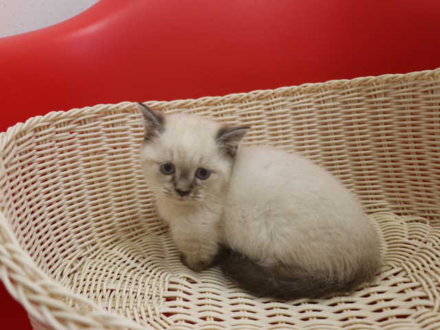 ミヌエットの子猫