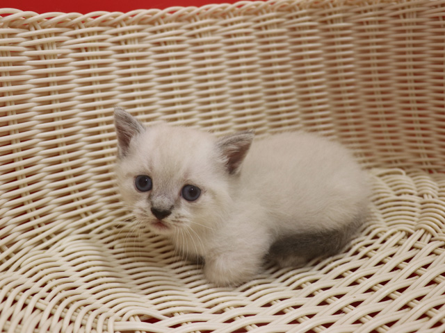 ミヌエットの子猫