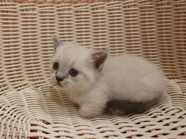 ミヌエットの子猫