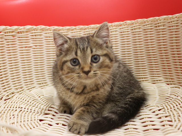 ミヌエットの子猫