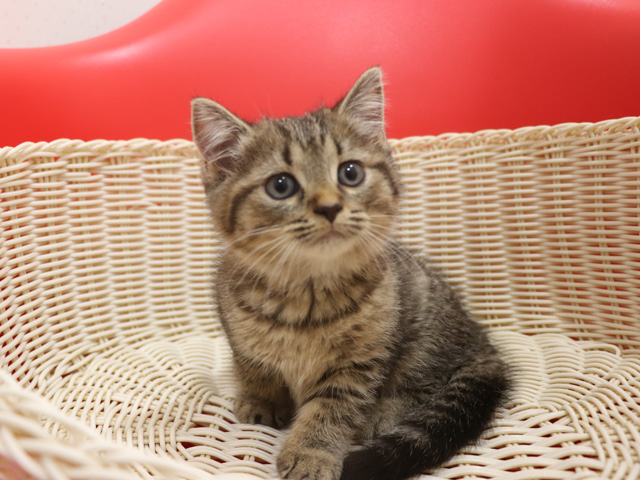 ミヌエットの子猫