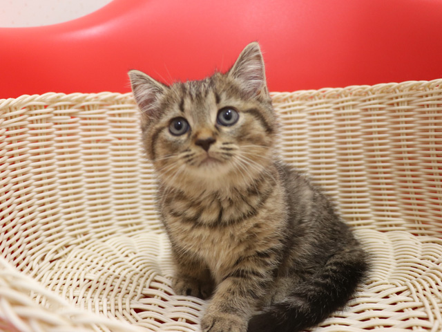 ミヌエットの子猫