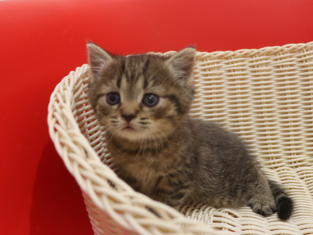 ミヌエットの子猫
