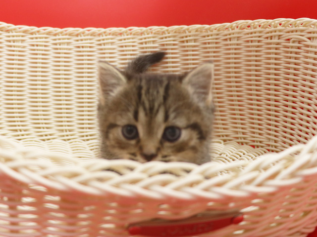 ミヌエットの子猫
