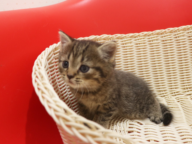 ミヌエットの子猫