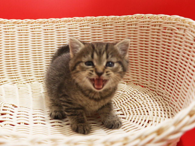 ミヌエットの子猫