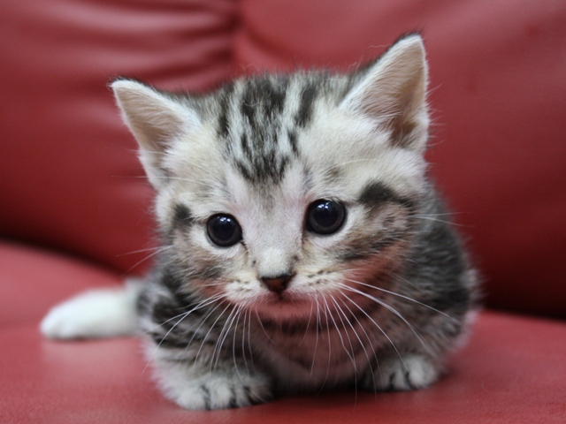 マンチカンの子猫