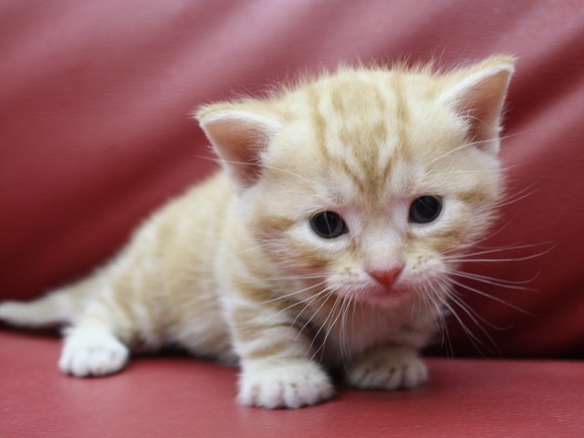 マンチカンの子猫