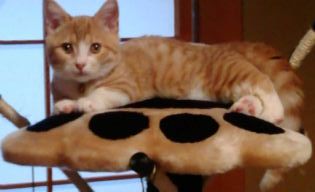 マンチカンの子猫